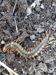 Cormocephalus