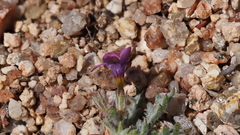 Gilia transmontana