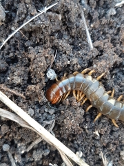 Cormocephalus