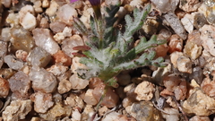Gilia transmontana