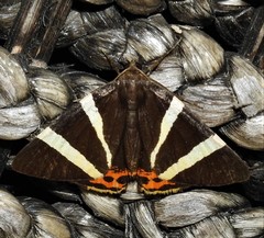 Lychnographa heroica