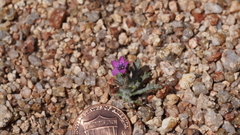 Gilia transmontana