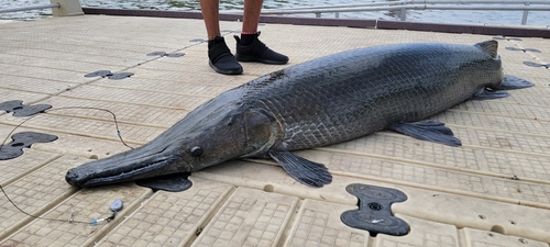 Alligator Gar