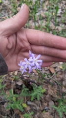 Dichelostemma multiflorum