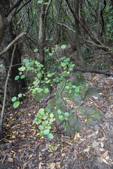 Melicytus micranthus