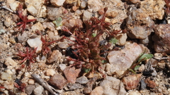 Juncus bryoides