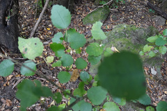 Melicytus micranthus