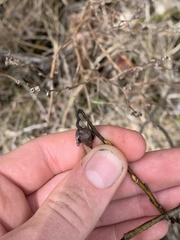Rabdophaga salicisgnaphalioides
