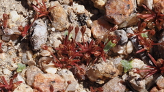 Juncus bryoides