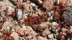 Juncus bryoides