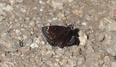 Pholisora