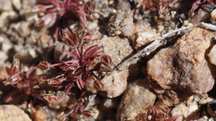 Juncus bryoides