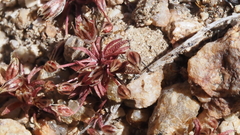 Juncus bryoides