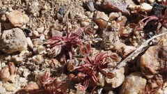 Juncus bryoides