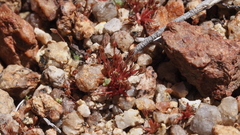 Juncus bryoides