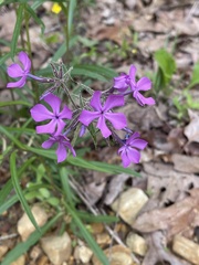 Phlox amoena