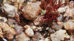 Juncus bryoides