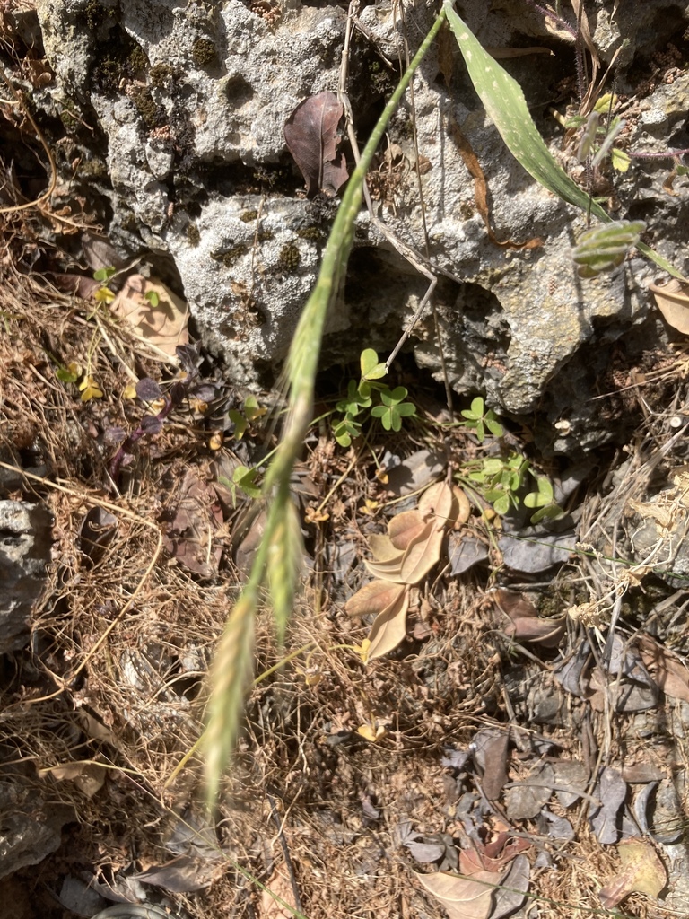 Darnel Ryegrass from Kreta, Chersonissos, Iraklion, GR on May 7, 2022 ...