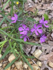Phlox amoena