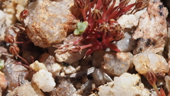 Juncus bryoides
