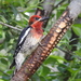Red-breasted Sapsucker - Photo (c) Mike, some rights reserved (CC BY-NC), uploaded by Mike