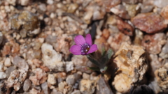 Gilia transmontana