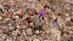 Gilia transmontana