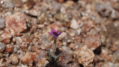 Gilia transmontana