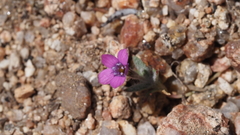 Gilia transmontana