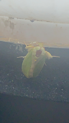 Lepidoptera