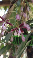 Epidendrum cnemidophorum
