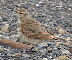 Geositta cunicularia
