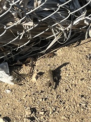 Sceloporus occidentalis