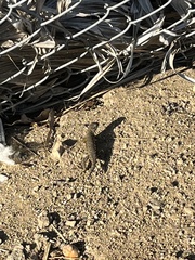 Sceloporus occidentalis