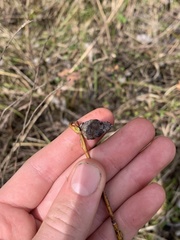 Rabdophaga salicisgnaphalioides