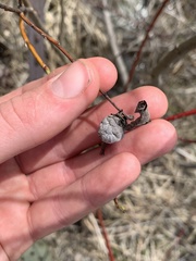 Rabdophaga salicisgnaphalioides