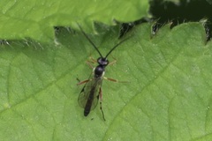 Limneriini