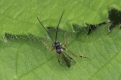 Limneriini