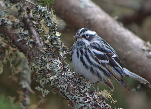 Reinita trepadora (Mniotilta varia)