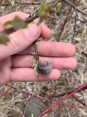 Rabdophaga salicisgnaphalioides
