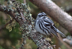 Mniotilta varia image