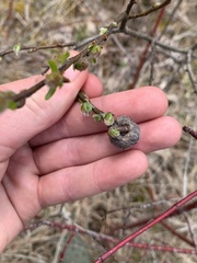 Rabdophaga salicisgnaphalioides