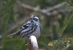Mniotilta varia image