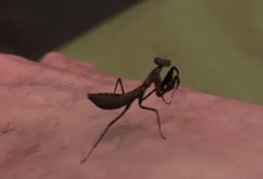 Pseudomiopteryx infuscata