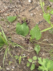 Matelea hirtelliflora