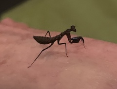 Pseudomiopteryx infuscata