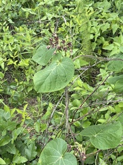 Matelea hirtelliflora