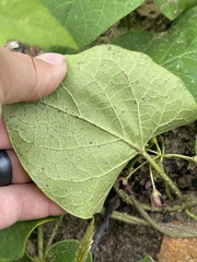 Matelea hirtelliflora
