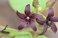 Matelea hirtelliflora