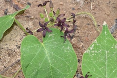 Matelea hirtelliflora